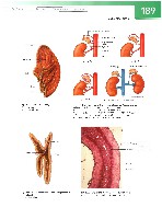 Sobotta  Atlas of Human Anatomy  Trunk, Viscera,Lower Limb Volume2 2006, page 196